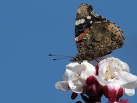 maudoc.com • Vanessa atalanta •  IMG_4989.jpg   Vanessa atalanta : albero, fiore, Farfalla, Vanessa atalanta