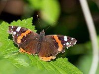 Vanessa atalanta