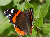 maudoc.com • Vanessa atalanta •  IMG_8185.jpg   Vanessa atalanta : Farfalla, Vanessa atalanta