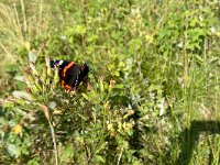 maudoc.com • Vanessa atalanta •  IMG_8636.jpg   Vanessa atalanta : Vanessa atalanta, Farfalla