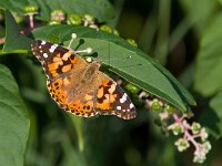 Vanessa cardui