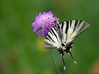 Iphiclides podalirius