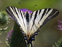 maudoc.com • Iphiclides podalirius •  IMG_1043.jpg   Iphiclides podalirius : Farfalla, Podalirio - Iphiclides podalirius