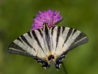 maudoc.com • Iphiclides podalirius •  IMG_6502.jpg   Iphiclides podalirius : Farfalla, Podalirio - Iphiclides podalirius