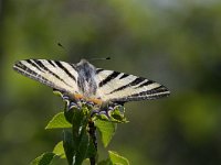 maudoc.com • Iphiclides podalirius •  IMG_7711.jpg   Iphiclides podalirius : Farfalla, Podalirio - Iphiclides podalirius