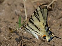 maudoc.com • Iphiclides podalirius •  Iphiclides podalirius_IMG 7423.jpg   Iphiclides podalirius : Podalirio - Iphiclides podalirius