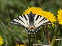 maudoc.com • Iphiclides podalirius •  podalirio03.jpg   Iphiclides podalirius