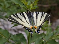 maudoc.com • Iphiclides podalirius •  podalirio_ongarine.jpg   Iphiclides podalirius : Farfalla, Podalirio