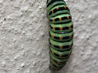 maudoc.com • Papilio machaon •  IMG_0498.jpg   Papilio machaon  caterpillar