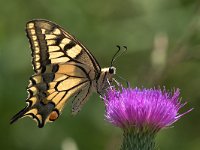 maudoc.com • Papilio machaon •  IMG_0987.jpg   Papilio machaon : Farfalla, Macaone - Papilio machaon
