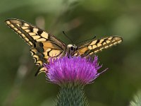 maudoc.com • Papilio machaon •  IMG_1013.jpg   Papilio machaon : Farfalla, Macaone - Papilio machaon