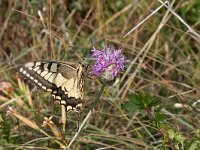 maudoc.com • Papilio machaon •  IMG_2819.jpg   Papilio machaon : Farfalla, Macaone - Papilio machaon