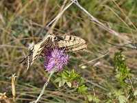 maudoc.com • Papilio machaon •  IMG_2822.jpg   Papilio machaon : Farfalla, Macaone - Papilio machaon