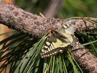 maudoc.com • Papilio machaon •  IMG_3946.jpg   Papilio machaon : Farfalla, Macaone