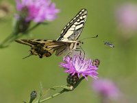 maudoc.com • Papilio machaon •  IMG_4251.jpg   Papilio machaon