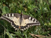maudoc.com • Papilio machaon •  IMG_6483.jpg   Papilio machaon : Farfalla, Macaone - Papilio machaon