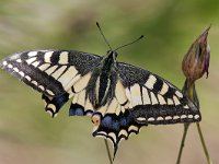 maudoc.com • Papilio machaon •  IMG_6955.jpg   Papilio machaon : Farfalla, Macaone - Papilio machaon
