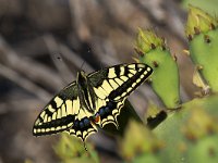 maudoc.com • Papilio machaon •  IMG_7133.jpg   Papilio machaon : Farfalla, Macaone - Papilio machaon