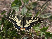 maudoc.com • Papilio machaon •  IMG_7344.jpg : Macaone - Papilio machaon, Farfalla