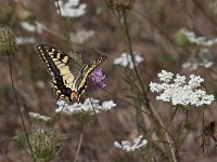 maudoc.com • Papilio machaon •  IMG_7528.jpg   Papilio machaon : Farfalla, Macaone - Papilio machaon