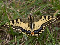 maudoc.com • Papilio machaon •  IMG_9093.jpg   Papilio machaon : Farfalla, Macaone - Papilio machaon