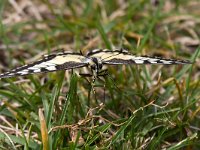 maudoc.com • Papilio machaon •  IMG_9100.jpg   Papilio machaon : Farfalla, Macaone - Papilio machaon