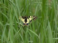 maudoc.com • Papilio machaon •  macaone05.jpg   Papilio machaon : Farfalla, Macaone