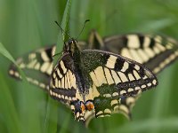 maudoc.com • Papilio machaon •  macaone06.jpg   Papilio machaon : Farfalla, Macaone