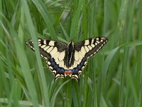 maudoc.com • Papilio machaon •  macaone07.jpg   Papilio machaon : Farfalla, Macaone