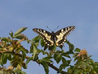 maudoc.com • Papilio machaon •  macaone_ongarine.jpg   Papilio machaon : Farfalla, Macaone