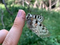 maudoc.com • Parnassius apollo •  IMG_7625.jpg   Parnassius apollo : Farfalla, Parnassius apollo