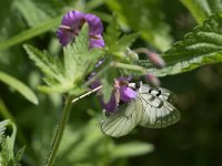 maudoc.com • Parnassius mnemosyne •  IMG_4712.jpg   Parnassius mnemosyne : Farfalla