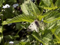 Parnassius mnemosyne