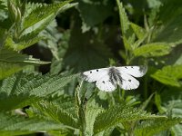 maudoc.com • Parnassius mnemosyne •  IMG_4719.jpg   Parnassius mnemosyne : Farfalla