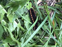 maudoc.com • Parnassius mnemosyne •  IMG_6230.jpg   Parnassius mnemosyne  caterpillar : bruco