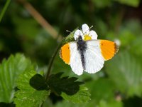 Anthocharis cardamines