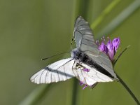 Aporia crataegi