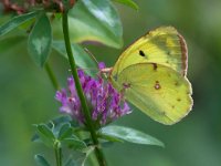 maudoc.com • Colias alfacariensis •  IMG_1002.jpg   Colias alfacariensis : Colias alfacariensis