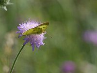 maudoc.com • Colias alfacariensis •  IMG_6458.jpg   Colias sp. : Farfalla