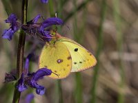 maudoc.com • Colias alfacariensis •  IMG_6756.jpg   Colias alfacariensis : Farfalla, Colias crocea