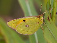 maudoc.com • Colias crocea •  IMG_1060.jpg   Colias crocea : Colias crocea, Farfalla