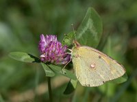 maudoc.com • Colias crocea •  IMG_1219.jpg   Colias crocea