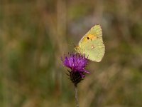 maudoc.com • Colias crocea •  IMG_1232.jpg   Colias crocea : Farfalla, Colias crocea