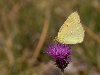 maudoc.com • Colias crocea •  IMG_1234.jpg   Colias crocea : Farfalla, Colias crocea