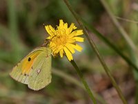 maudoc.com • Colias crocea •  IMG_1259.jpg   Colias crocea