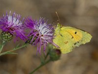 maudoc.com • Colias crocea •  IMG_1981.jpg   Colias crocea : Colias crocea, Farfalla