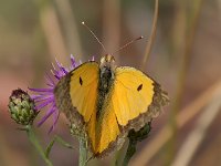 maudoc.com • Colias crocea •  IMG_1998.jpg   Colias crocea : Colias crocea, Farfalla