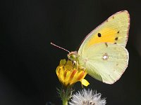 maudoc.com • Colias crocea •  IMG_2138.jpg   Colias crocea : Colias crocea