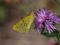 maudoc.com • Colias crocea •  IMG_2672.jpg   Colias crocea : Colias crocea, Farfalla