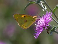 maudoc.com • Colias crocea •  IMG_2690.jpg   Colias crocea : Colias crocea, Farfalla